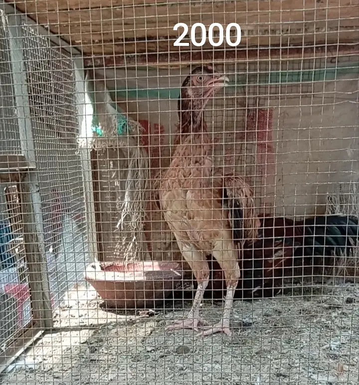 Aseel Hens — photo 2