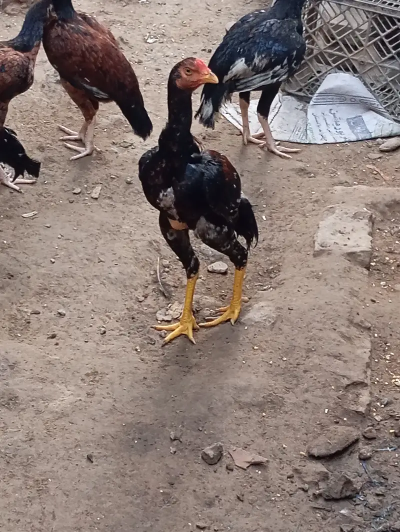 Aseel Hens — photo 3