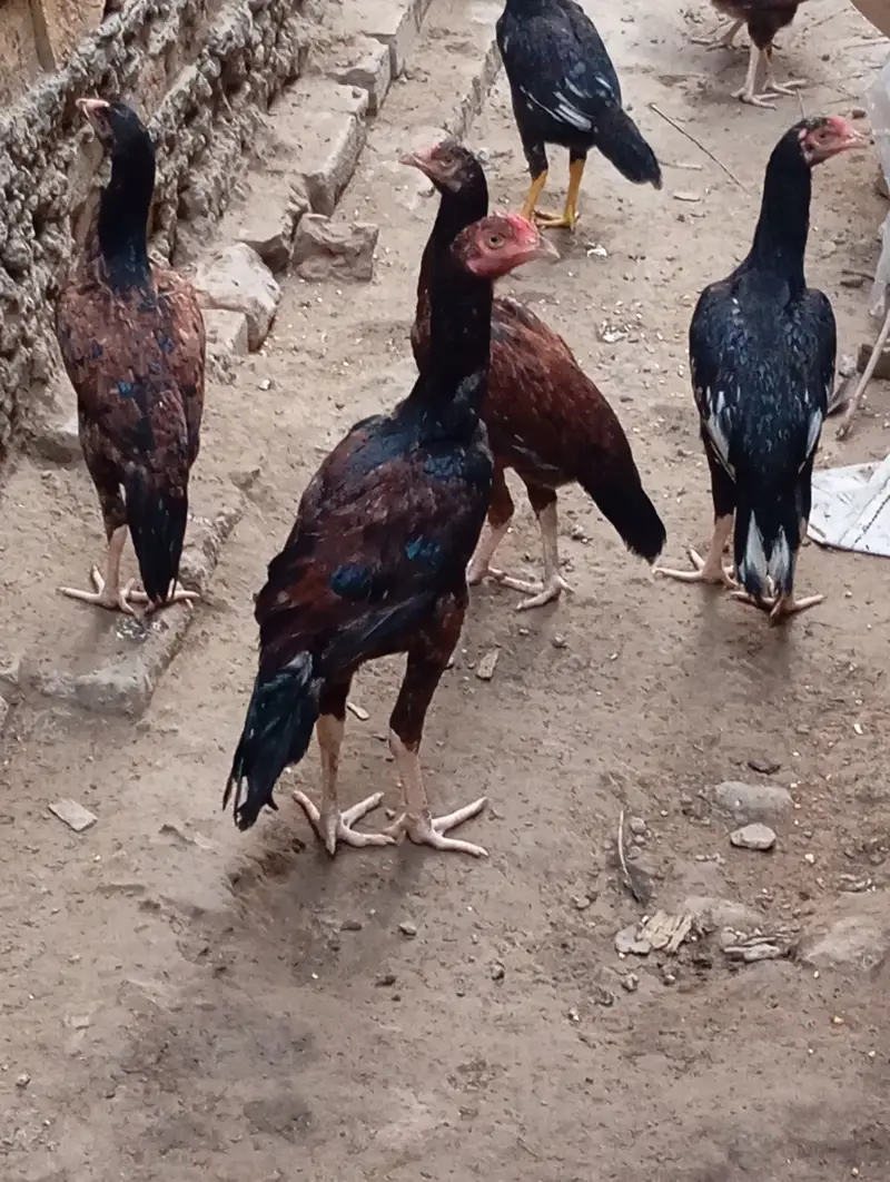 Aseel Hens — photo 4