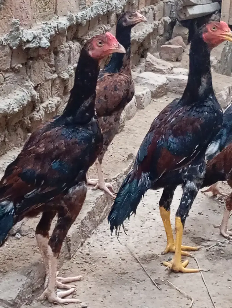 Aseel Hens — photo 5