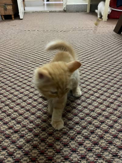 Three months old Persian male and female kitten