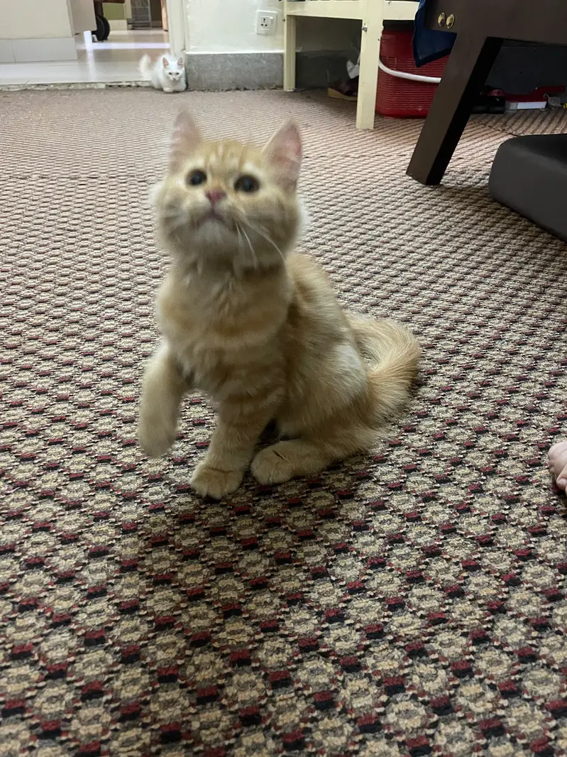 Three months old Persian male and female kitten — photo 2