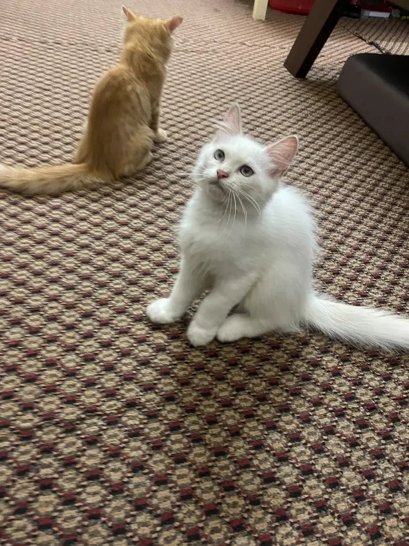 Three months old Persian male and female kitten — photo 3