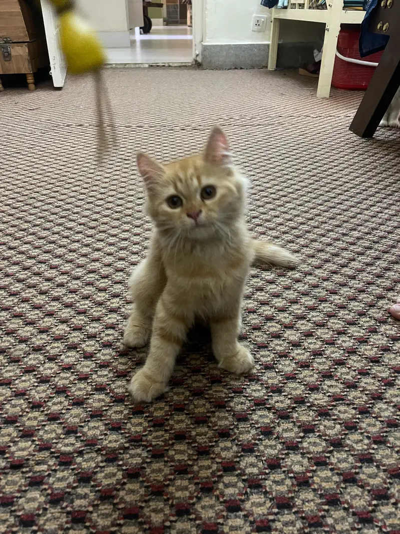 Three months old Persian male and female kitten — photo 4