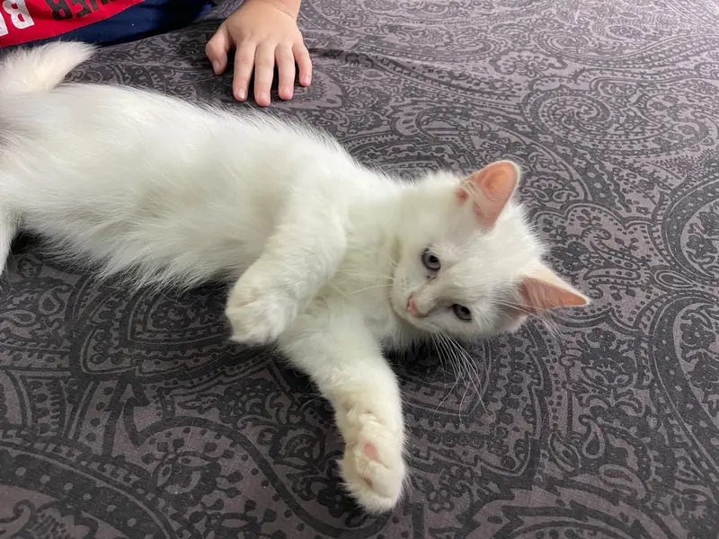 Three months old Persian male and female kitten — photo 5