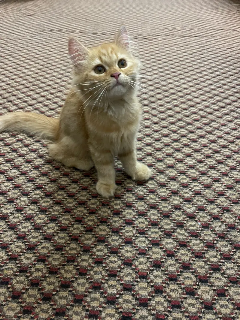 Three months old Persian male and female kitten — photo 6