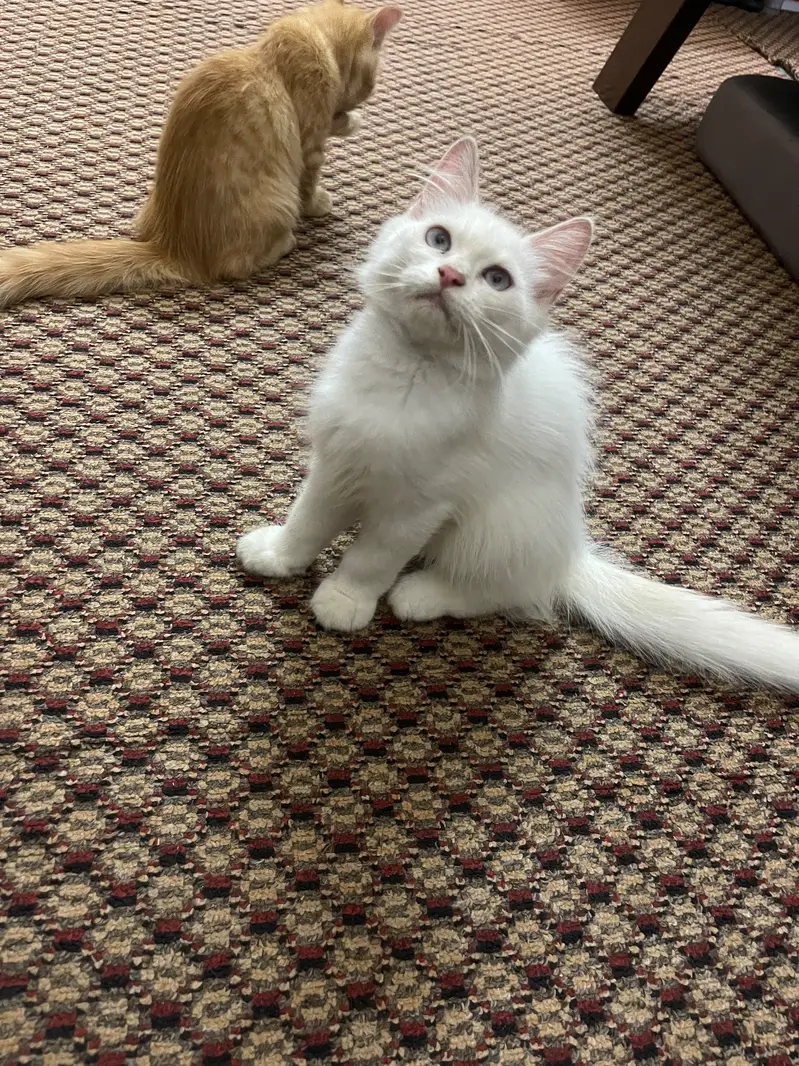 Three months old Persian male and female kitten — photo 7