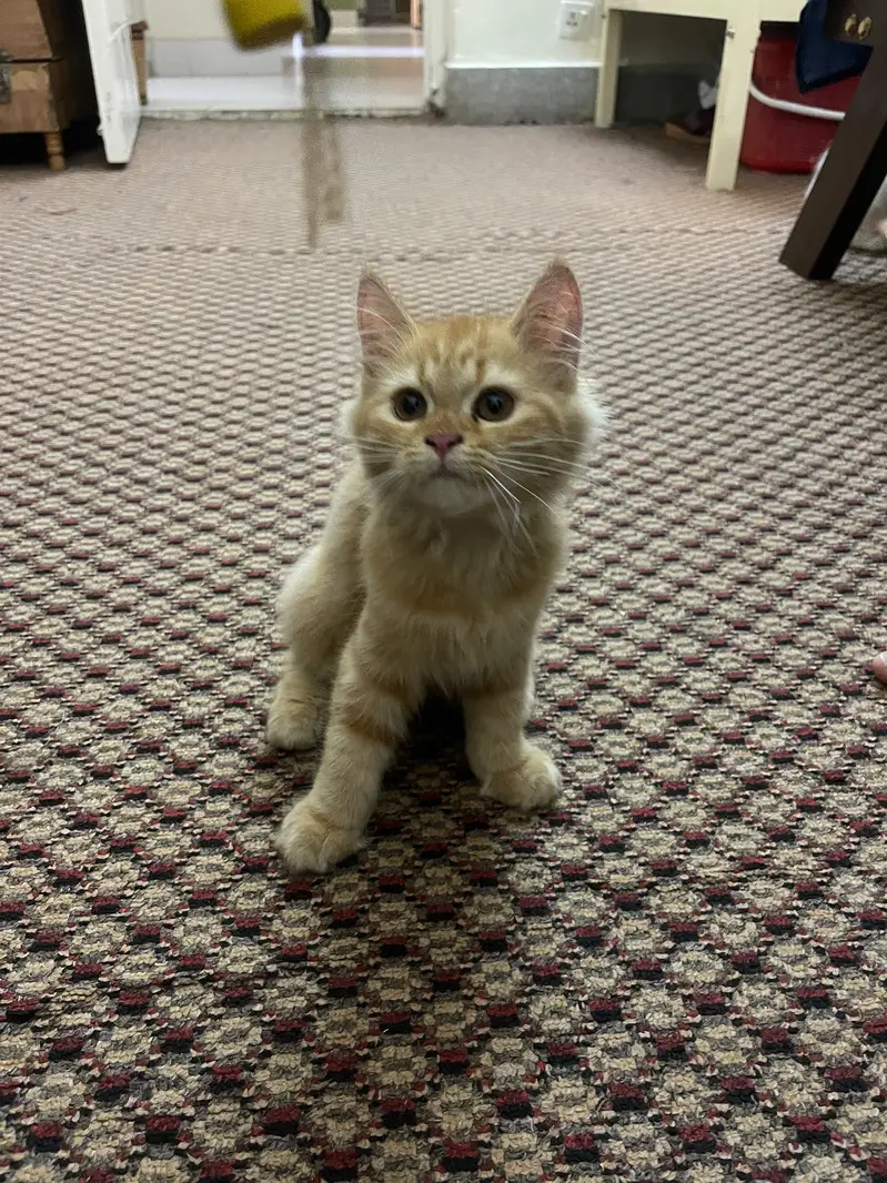 Three months old Persian male and female kitten — photo 8