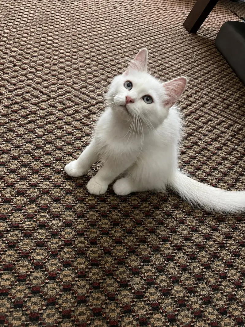 Three months old Persian male and female kitten — photo 9