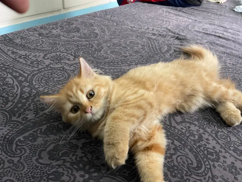 Three months old Persian male and female kitten — photo 10