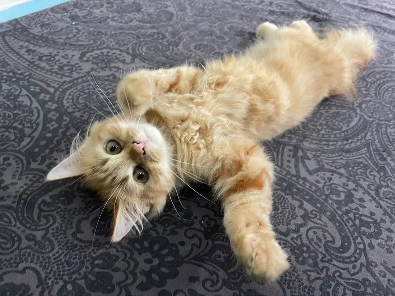 Three months old Persian male and female kitten — photo 11