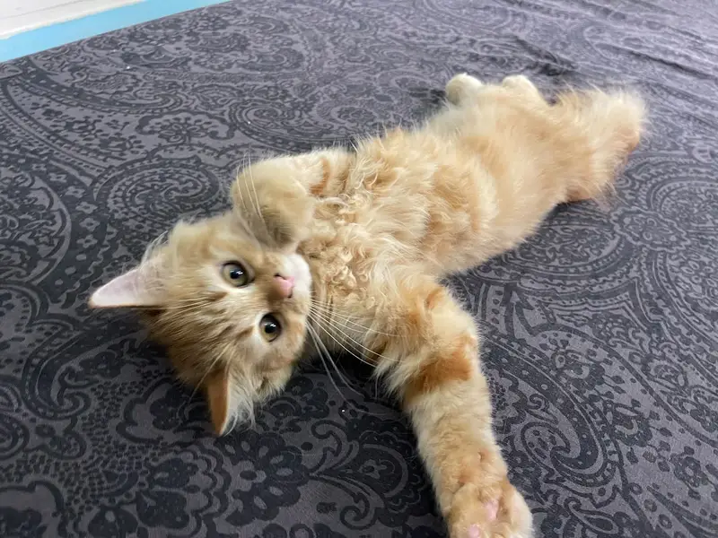 Three months old Persian male and female kitten — photo 12