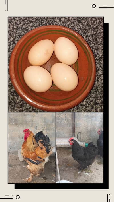 fertile barahama eggs for sale