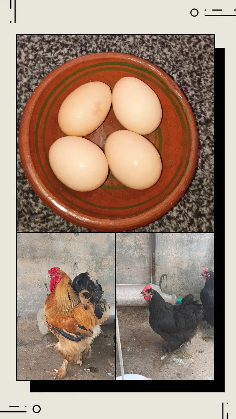 fertile barahama eggs for sale