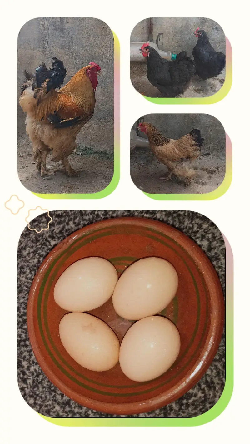 fertile barahama eggs for sale — photo 2
