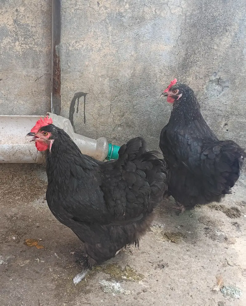 fertile barahama eggs for sale — photo 3