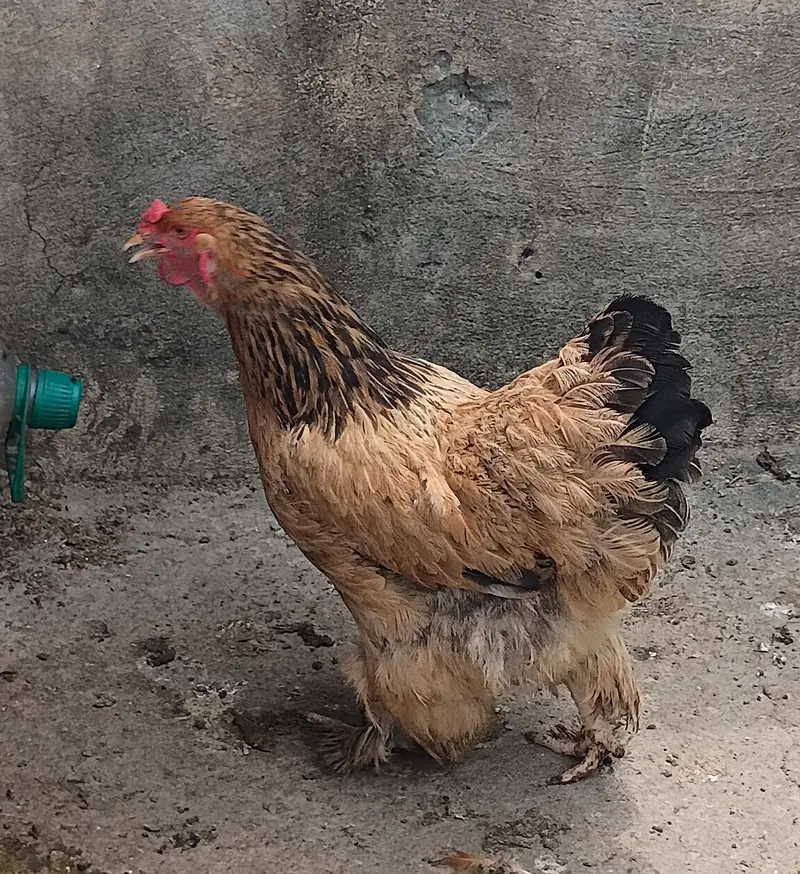 fertile barahama eggs for sale — photo 4