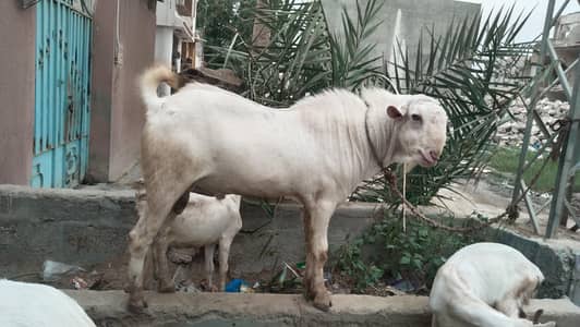 Barka  Bakri