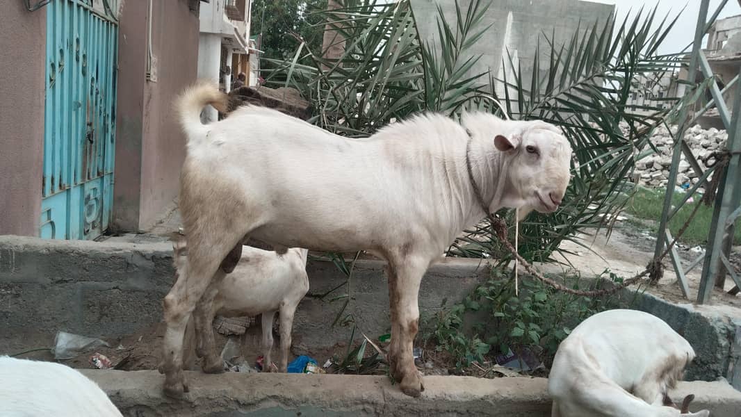 Barka  Bakri 0