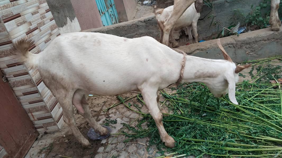 Barka  Bakri 1