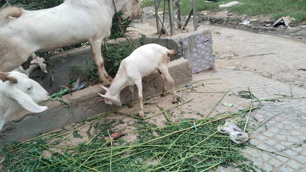 Barka  Bakri 2