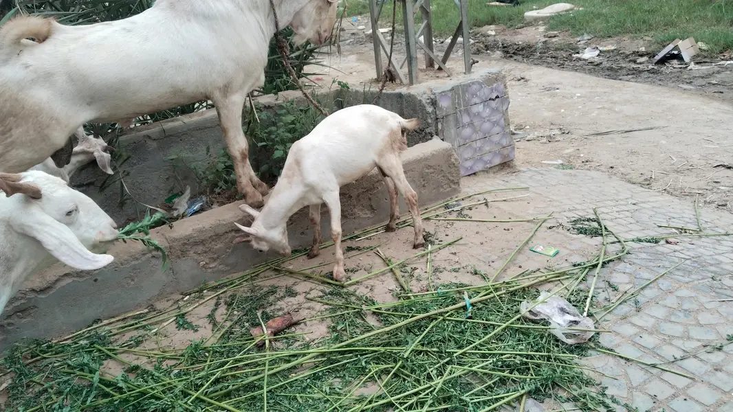 Barka  Bakri — photo 3