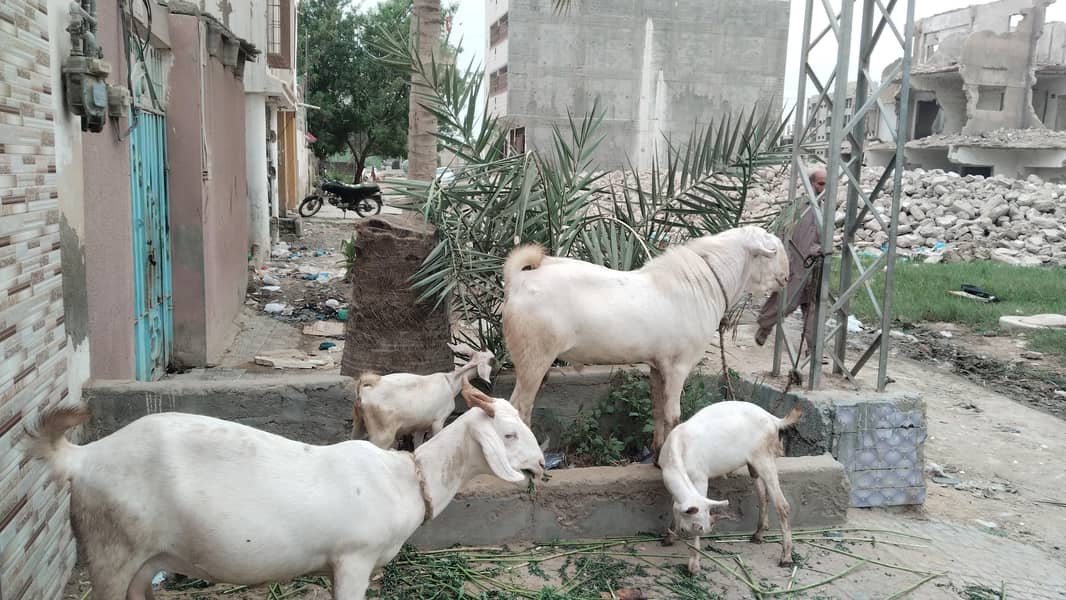 Barka  Bakri 3