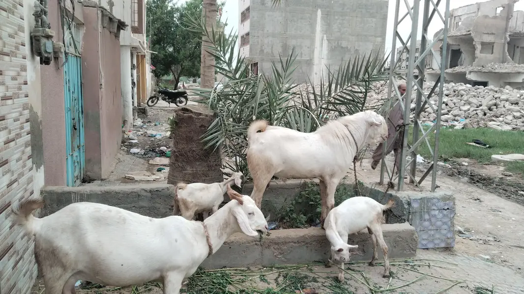 Barka  Bakri — photo 4