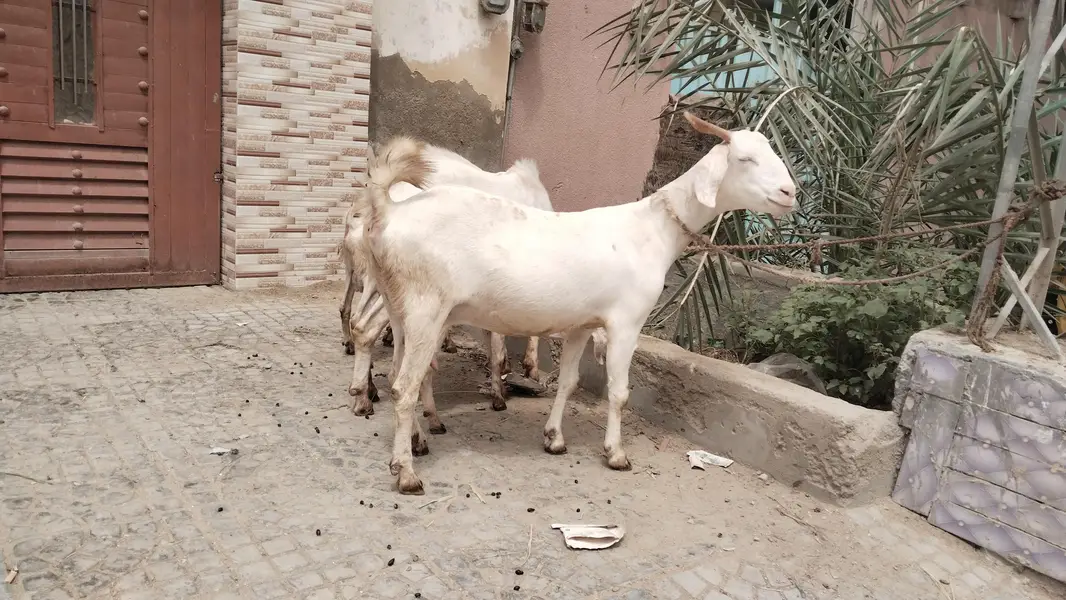 Barka  Bakri — photo 5