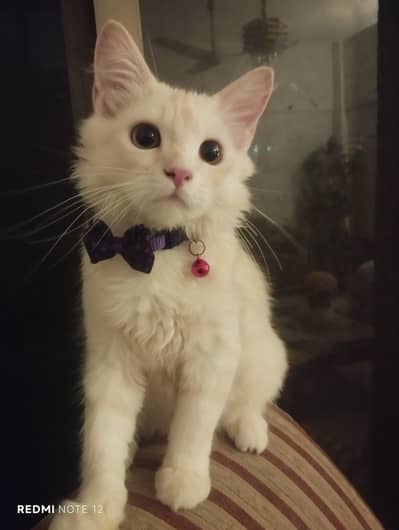 Cats for Sale!!!