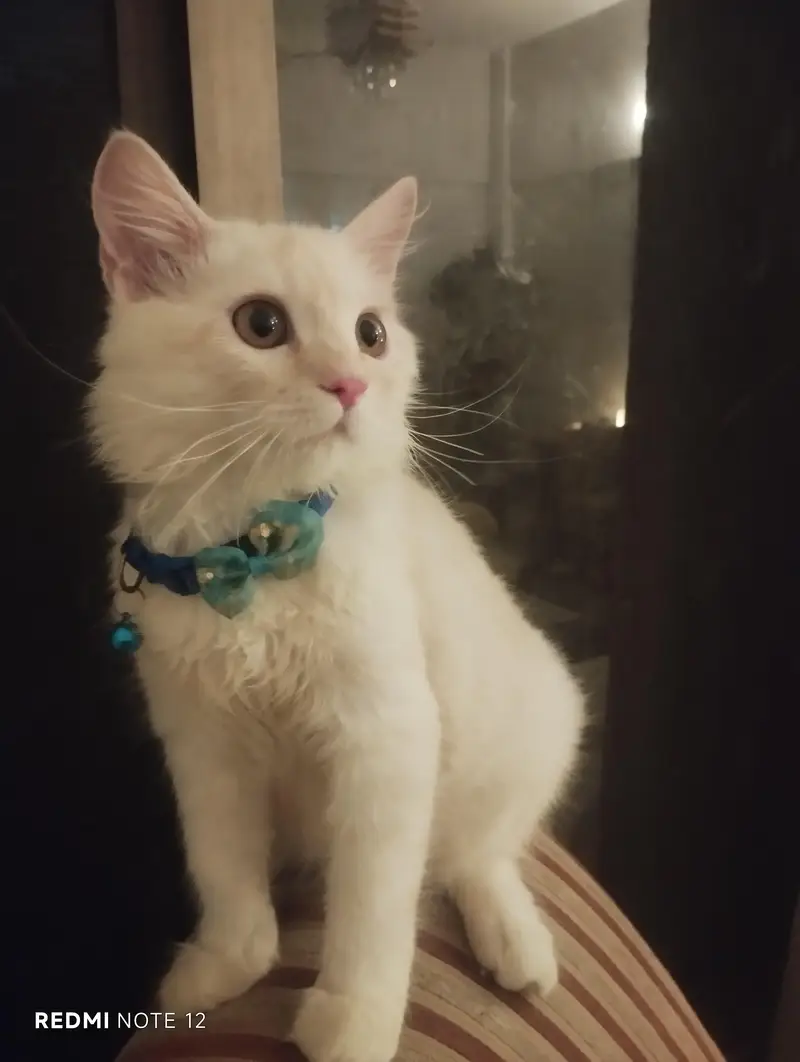 Cats for Sale!!! — photo 2