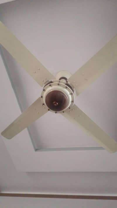 Royal fan
