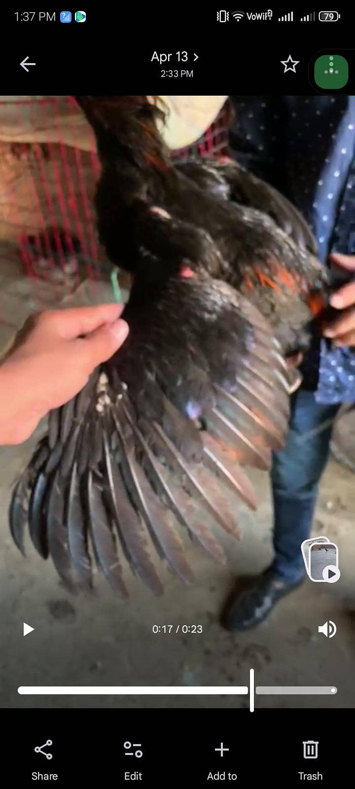 Thai bird 2