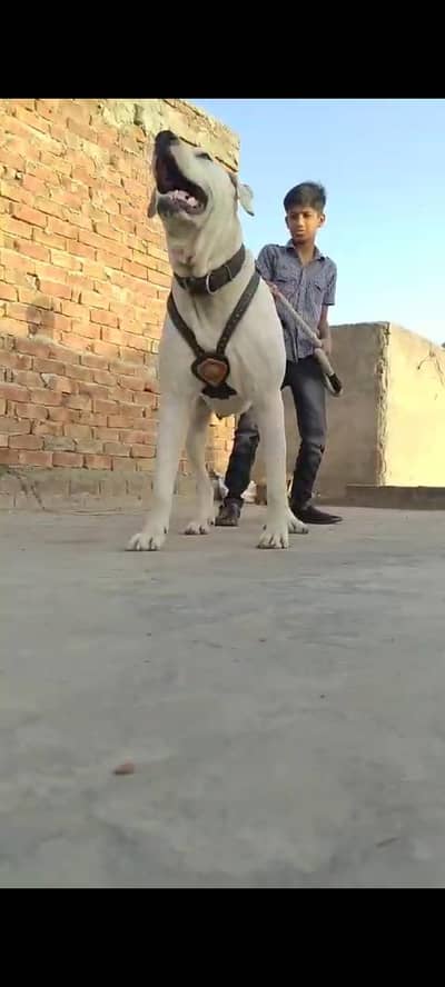 Bull Dog For Sale