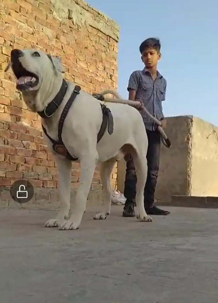 Bull Dog For Sale — photo 2