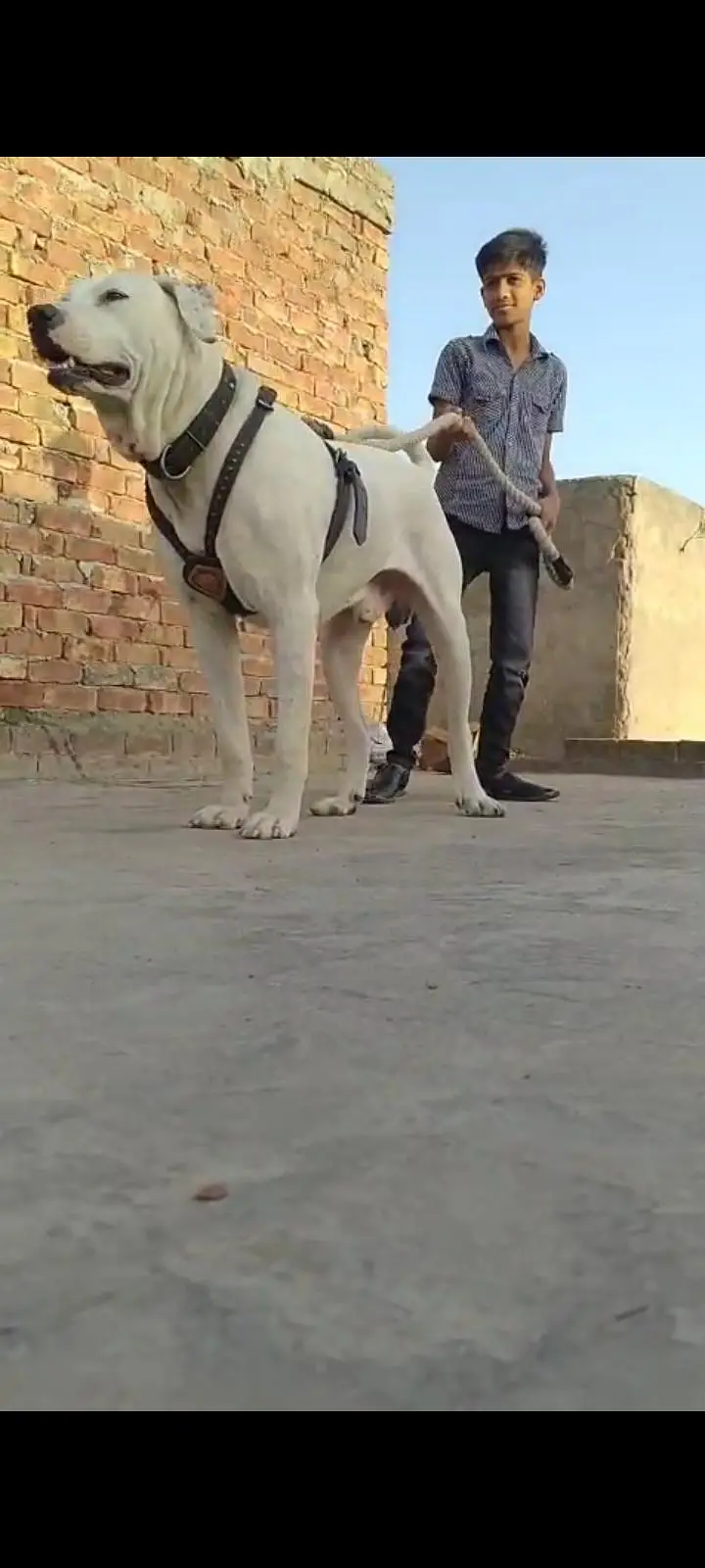 Bull Dog For Sale — photo 3