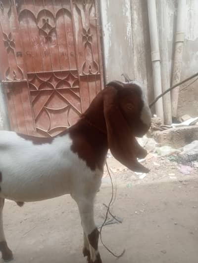 Desi Bakra