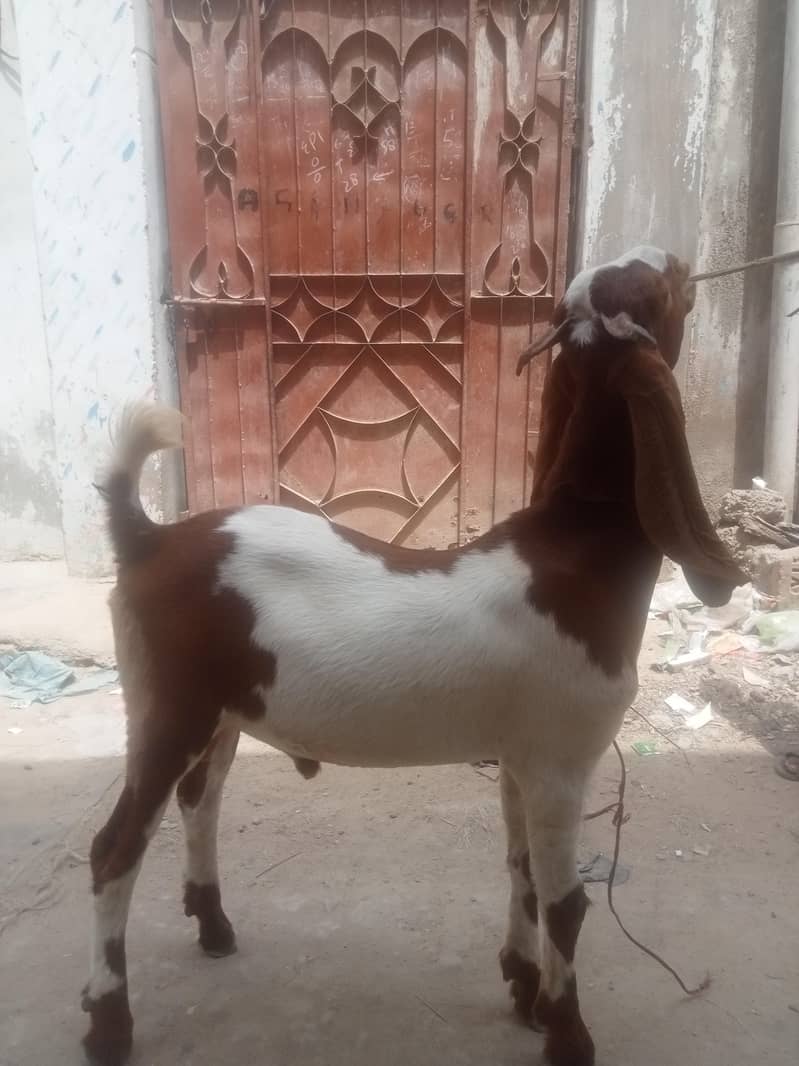 Desi Bakra 1