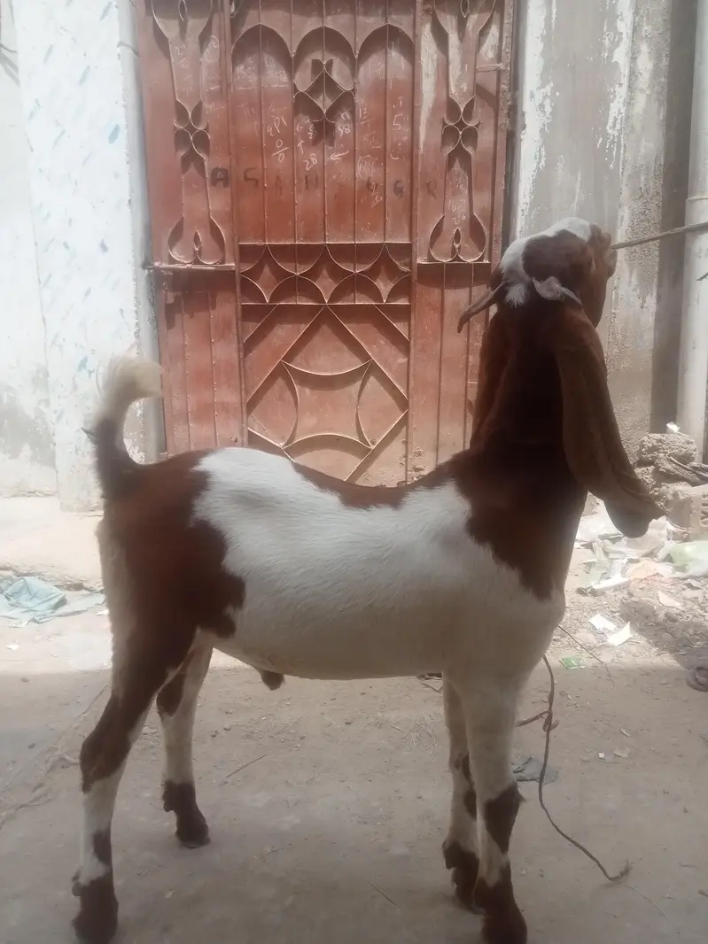 Desi Bakra — photo 2