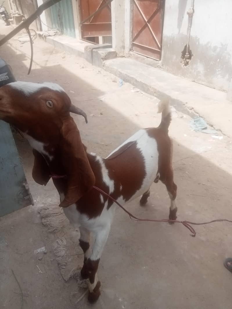 Desi Bakra 2
