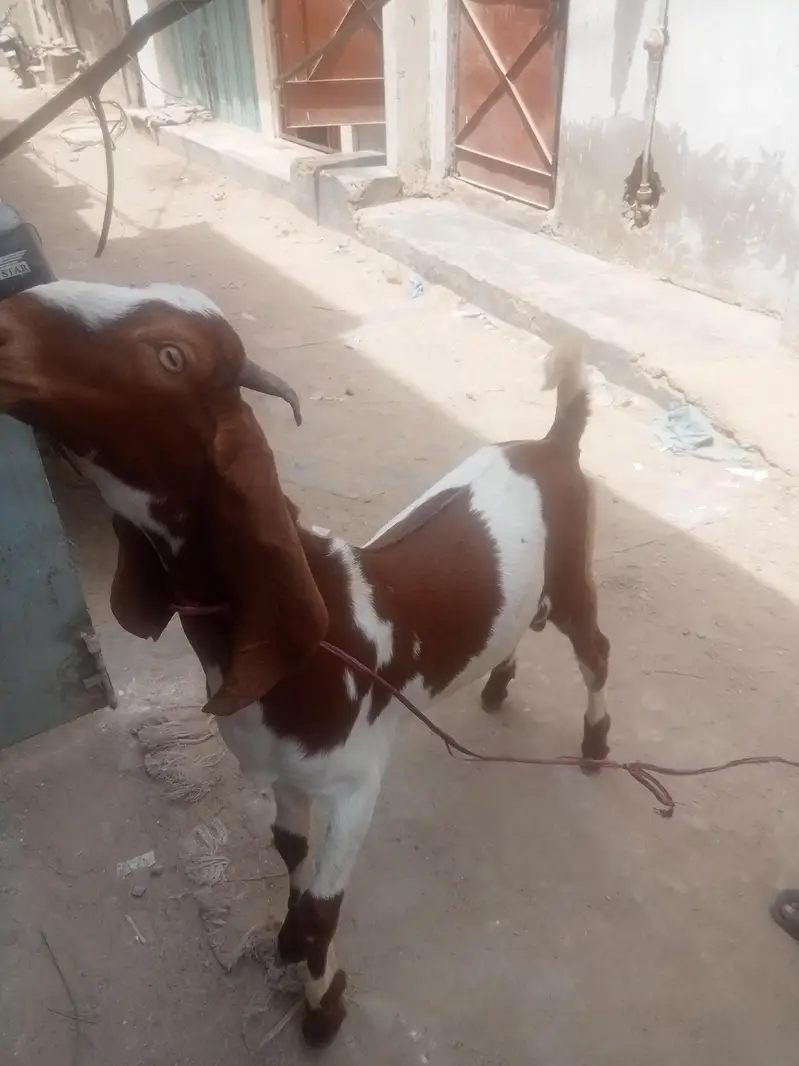 Desi Bakra — photo 3