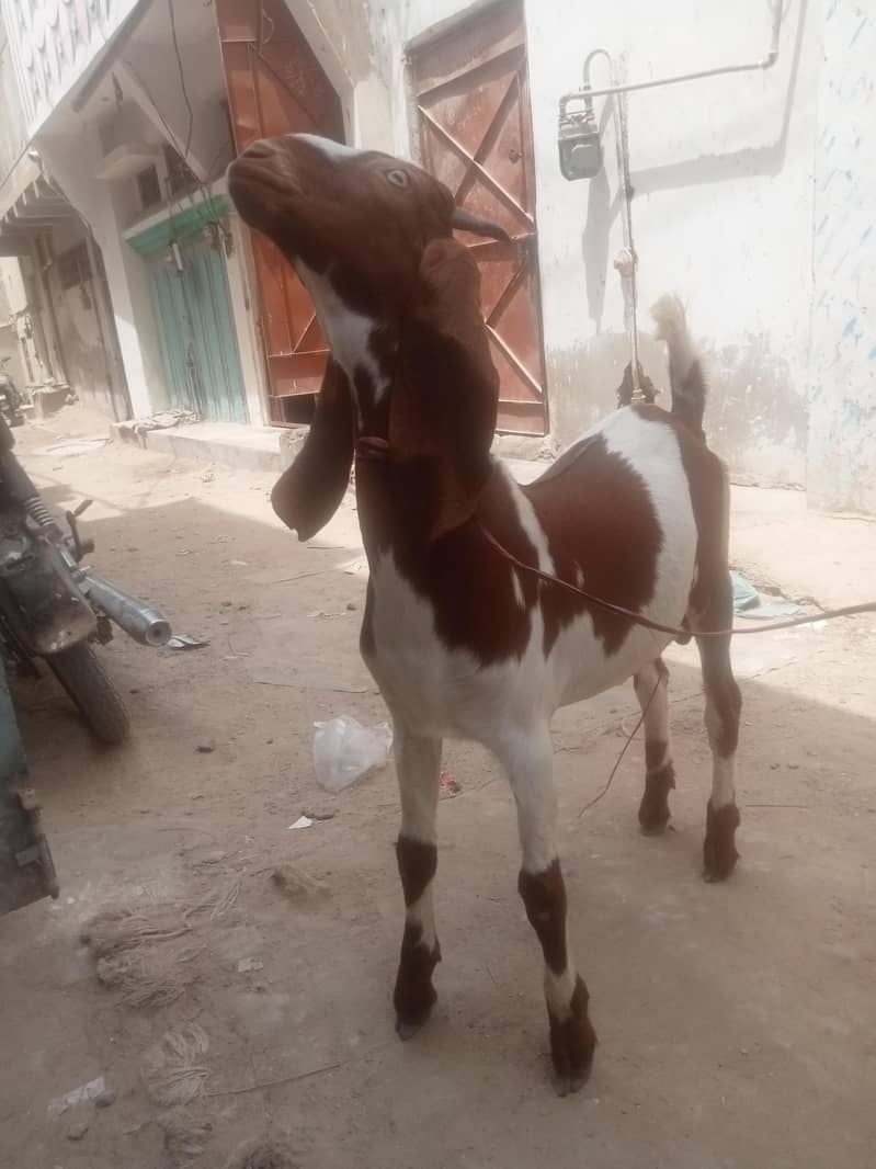 Desi Bakra 3