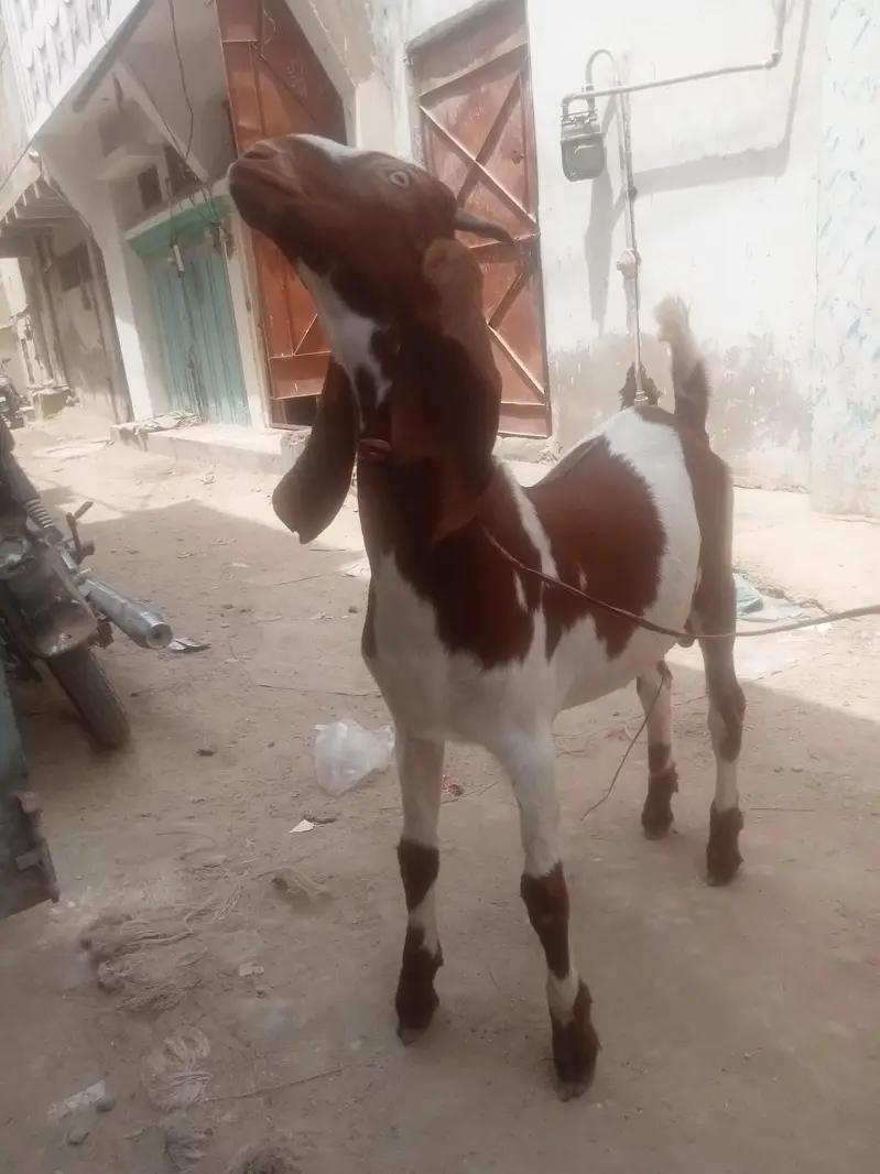 Desi Bakra — photo 4