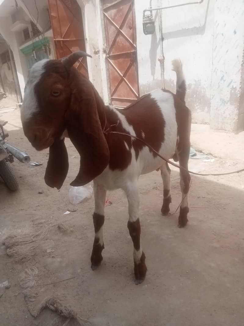 Desi Bakra 4