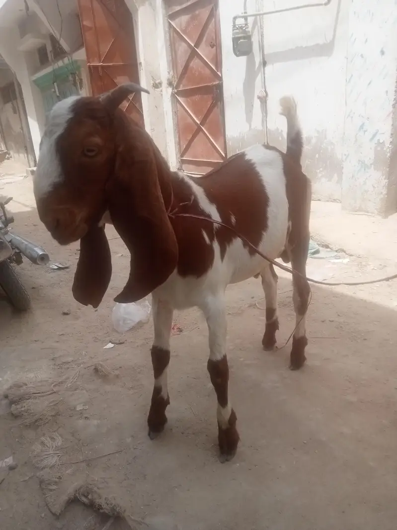 Desi Bakra — photo 5