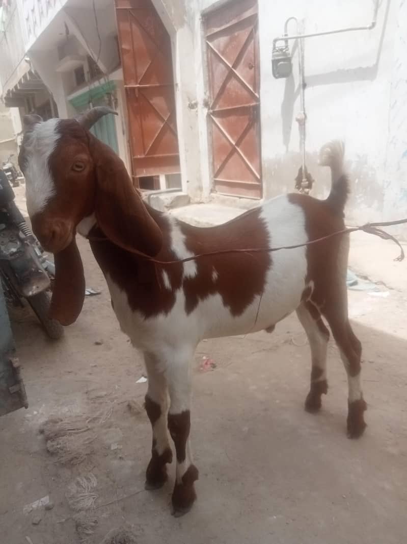 Desi Bakra 5
