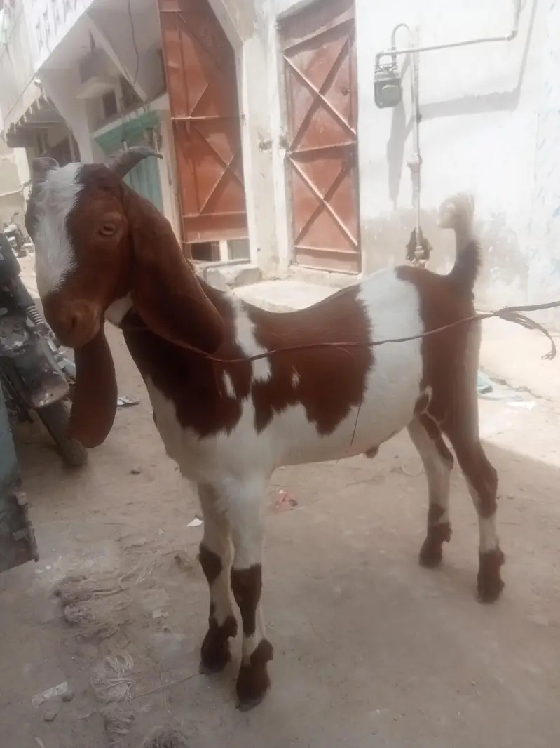 Desi Bakra — photo 6