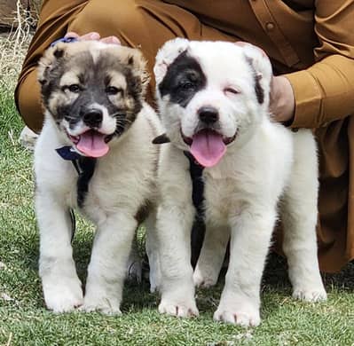alabai security dog 2 month pair for sale heavy bone