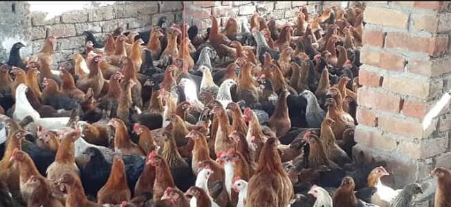 (golden misri hens) (golden misri chickes) available