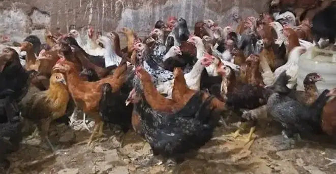 (golden misri hens) (golden misri chickes) available — photo 2
